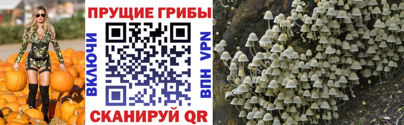 цены   Агидель  Псилоцибиновые грибы MAGIC MUSHROOMS 